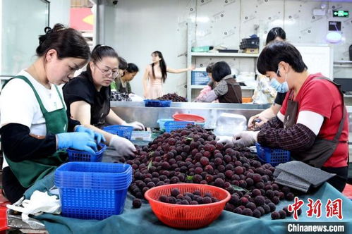 八閩千姿 僑鄉楊梅紅透山海，初級農產品收購助力產業升級