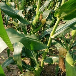 漢川玉米甜瓜產地直通，專業代辦王超進助力初級農產品高效收購